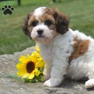 Flower, Cavachon Puppy